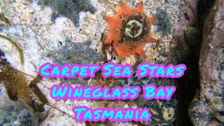 Starfish  Carpet Sea Stars Patiriella at Wineglass Bay Tasmania [upl. by Otreblig990]