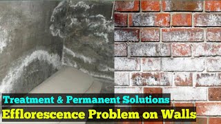 Efflorescence Effect amp Treatment  How to Remove Efflorescence from Brick [upl. by Robaina]