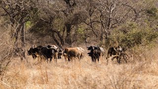 Central African Savannah Buffalo at Zakouma National Park  Chad [upl. by Felten461]