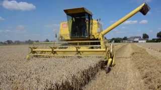 New Holland Clayson 8080 combining wheat [upl. by Atiral]