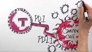 How is Immunotherapy Used to Fight Cancer  DanaFarber Cancer Institute  Science Illustrated [upl. by Doss]