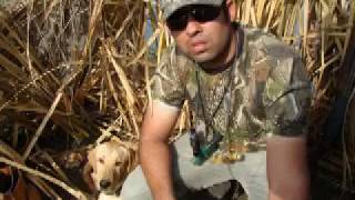 Duck Hunting  Labrador Retriever Puppy [upl. by Polish]