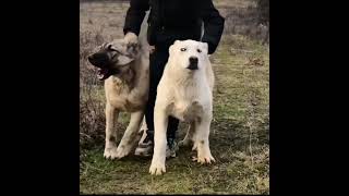 Kangal dog Vs Akbash Livestock guardians✅ [upl. by Demaggio473]