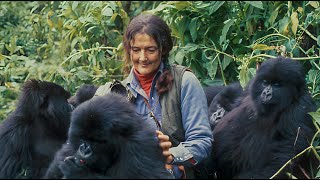 What Does It Take To Save A Species The Dian Fossey Gorilla Fund [upl. by Harriot]