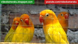 2 Hours Lovebird Sounds Aviary Series V4  High Quality Audio Live Recording [upl. by Killy370]