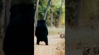 Tiger VS Sloth bear bear nature [upl. by Bertha246]