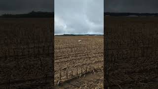 samoyed corn cornfield dirty dog [upl. by Garek798]