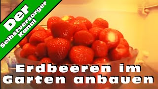 Erdbeeren im Garten anbauen und die Schwierigkeiten [upl. by Ojybbob]