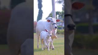 Jai Shree Gau Mata gaumata krishna gauseva [upl. by Gault]