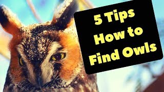 How to find owls  birdwatching [upl. by Ahterahs]