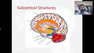 Subcortical Structures [upl. by Romaine]