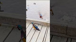 A Wood Duck on a Wood Dock [upl. by Aley]