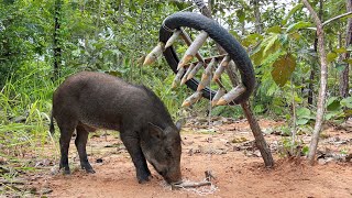 Amazing Quick Powerful Wild Pig Trap Make By Motorcycle tires with sharp wood shortvideo wildboar [upl. by Judye]