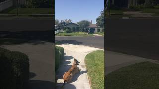 Puppy 1st time off leash sees another dog does she bail puppy trending puppytraining dogbreed [upl. by Sifan]