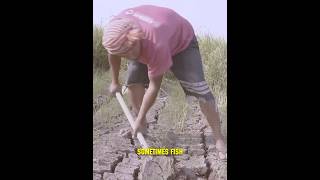 Digging for Fish See How Africans Catch Fish Without Water 😱😲 crazy [upl. by Clellan]