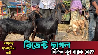 রিজেক্ট ছাগল বিক্রির মূল নায়ক কারা। নাটোর তেবাড়ীয়া হাটে ছাগলের দাম কেমন Goat Price। নাটোর [upl. by Esdnyl]