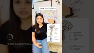 31 Spinal Nerves💉🌡️💊🩸important biology learnpsychologywithvaishali upsc ugcnet gate [upl. by Helmer]