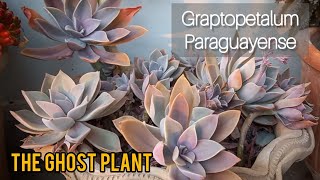 Graptopetalum paraguayense  How To Care For Graptopetalum paraguayense  Ghost Plant succulent [upl. by Noel]