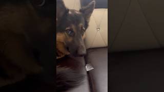 Ice Cube kosam youtubeshorts shorts dog doglovers germanshepherd [upl. by Jacky861]