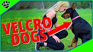 Top 10 Dogs That Wont Leave Your Side  Velcro Dogs 101 [upl. by Daniels]