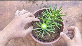 quotGrowing Austrocylindropuntia subulata CactiEves Needle CactusEves Pin Cactus at Homequot [upl. by Quinn]