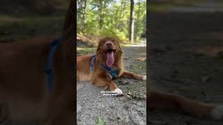 Day In The Life of a Nova Scotia Duck Tolling Retriever [upl. by Woehick]