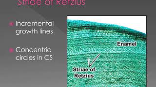Enamel Structure and properties [upl. by Sioled]