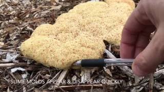 What is THAT Slime Molds In The Garden [upl. by Kciwdahc677]