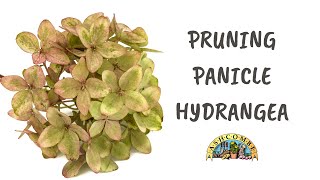 Pruning Panicle Hydrangea [upl. by Lindsy]