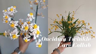 Oncidium Twinkle Orchids  Easy Growing Care for Beginners  Organic amp Leca Setup carecollab [upl. by Nolos823]