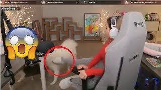 ALINITY ANIMAL ABUSE AND TWITCHS DOUBLE STANDARDS [upl. by Joanie]