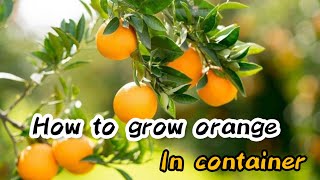 How to grow orange in container  how to grow orange tree from seed  Grow orange seed fast [upl. by Trutko814]