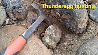 Thunderegg hunting  cores and geode pieces everywhere rockhounding training beginner geology [upl. by Ilak]