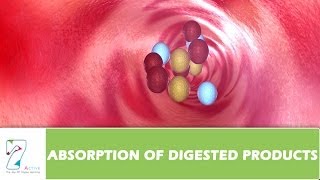 ABSORPTION OF DIGESTED PRODUCTS [upl. by Marciano]