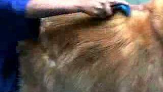 FURminator deShedding tool demo video [upl. by Stockwell706]