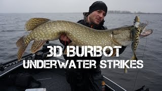 Underwater Strikes on the Savage Gear 3D Burbot [upl. by Paderna193]