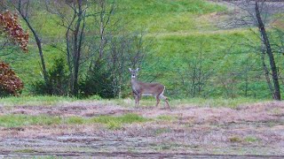 Head Shot with 280 Ackley Improved Savage Ultralite Whitetail Deer Firearms Season Instant Killshot [upl. by Tham]