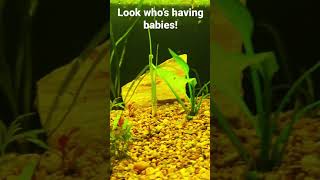 Platy fish are having baby platy fry [upl. by Enajyram]