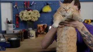 RT Recap  Week of May 25th feat Joe The Cat [upl. by Tulley979]