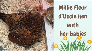 Millie Fleur d’Uccle hen and her babies [upl. by Boot]