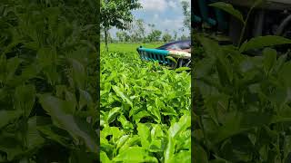 Green tea cutting machine  tea left harvaster machine sortvideo farming teaharvester [upl. by Yeldua]