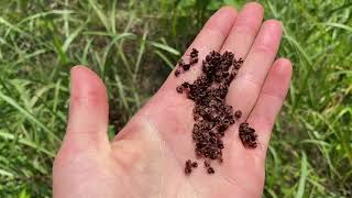 🌱Conociendo la LENGUA DE VACA Rumex🌱  un video sobre la herbolaria [upl. by Innep]