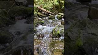 Part 2 Black Forest Germany schwarzwald solofemaletraveler germnay titisee feldberg hiking [upl. by Nelrah675]