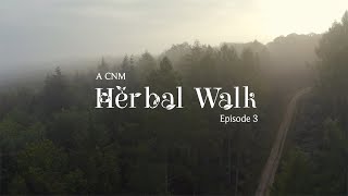 5 Wild Medicinal Herbs I A Herbal Walk with Peter  Naturopath amp Herbalist [upl. by Tammie539]