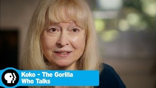 KOKO  THE GORILLA WHO TALKS  Beginning of Kokos Story  PBS [upl. by Press]