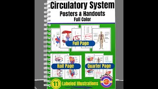 Circulatory System Posters and Handouts Video [upl. by Hterrag]