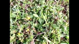 Purslane Another edible common weed in the yard for SHTF [upl. by Yahsan]