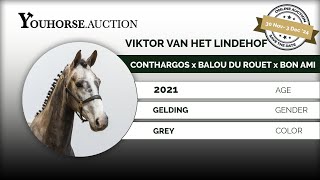 Viktor vh Lindehof IN THE quotWINTER EDITIONquot YOUHORSEAUCTION LOOSE JUMPING NOVEMBER 30  DECEMBER 3 [upl. by Elfont399]