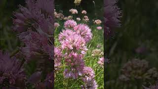 Czosnek skalny Allium montanum [upl. by Greenfield]