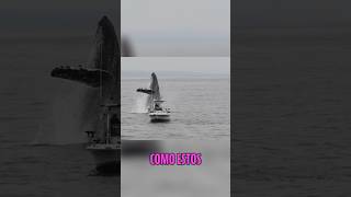 quot¿Qué Pasa si una Ballena te Traga Vivoquotballenas oceano [upl. by Hendel]